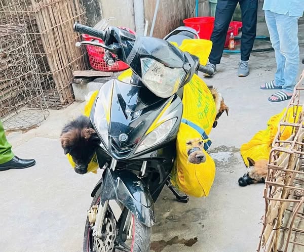 KHỞI TỐ 3 ĐỐI TƯỢNG TRONG ĐƯỜNG DÂY   TRỘM CHÓ LIÊN TỈNH